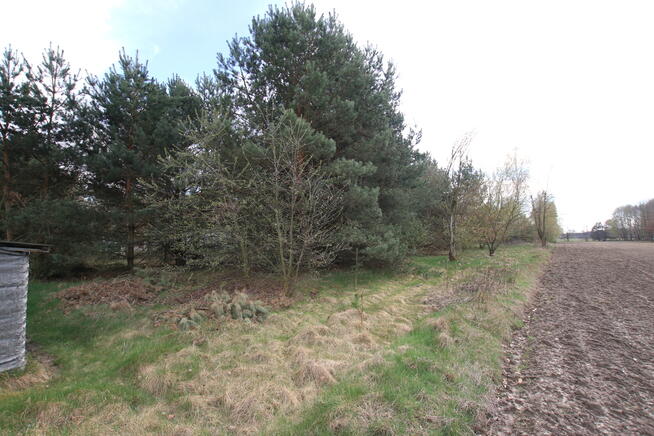 Duża działka 0,6 ha leśno-budowlana Wola Lisowska