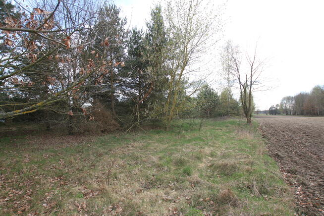 Duża działka 0,6 ha leśno-budowlana Wola Lisowska