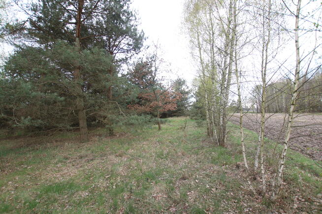 Duża działka 0,6 ha leśno-budowlana Wola Lisowska