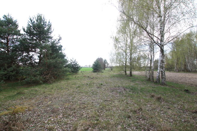 Duża działka 0,6 ha leśno-budowlana Wola Lisowska