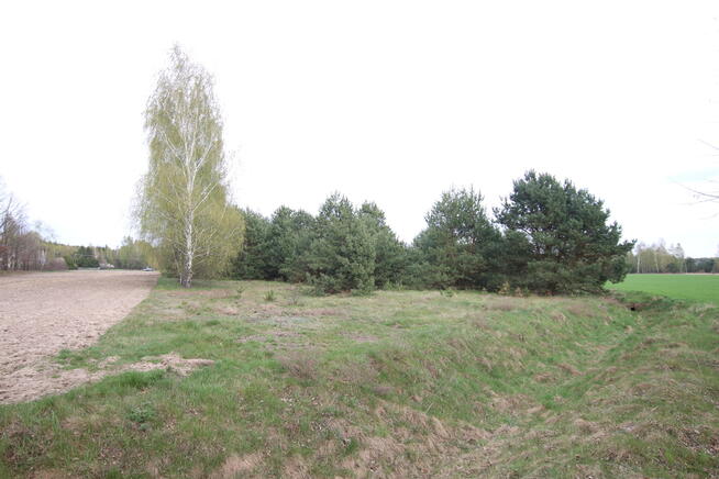 Duża działka 0,6 ha leśno-budowlana Wola Lisowska