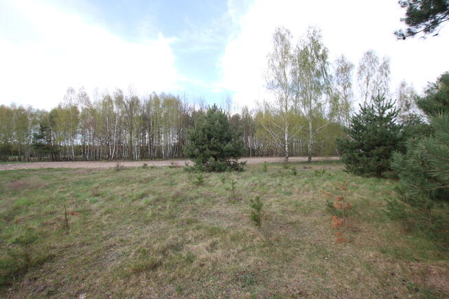 Duża działka 0,6 ha leśno-budowlana Wola Lisowska