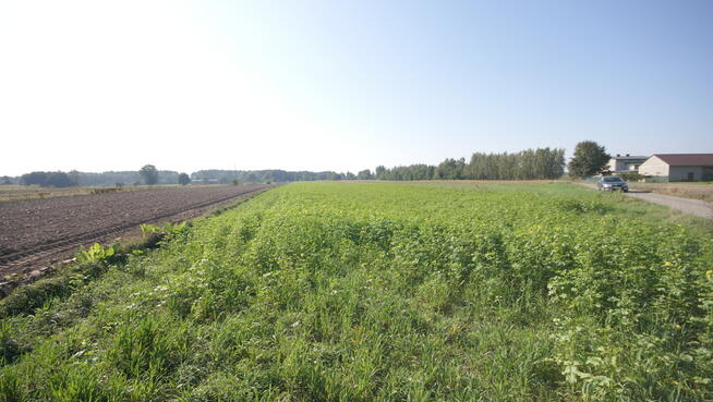 Działka rolno budowlana 96a Rudka Gołębska