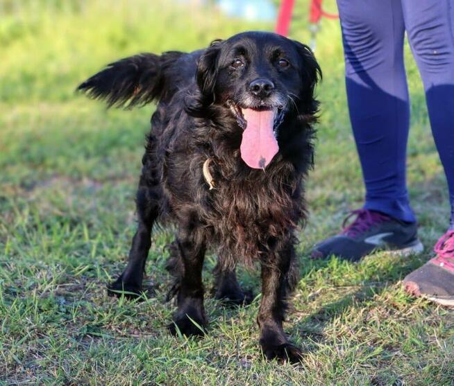 Kudłaty towarzyski Nero