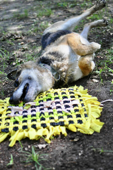Horaś - ideał z klapniętym uszkiem szuka domu!