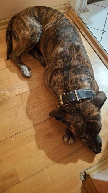 Oddam sunie w dobre ręce