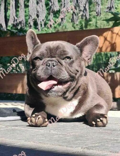 Buldog francuski BLUE niebieski szczeniak suczka pies piesek