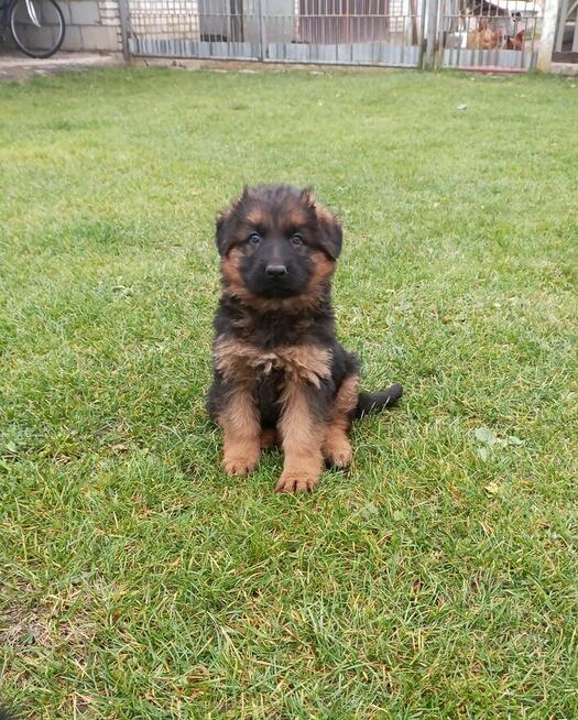 Sprzedam Szczeniaki owczarka niemieckeigo