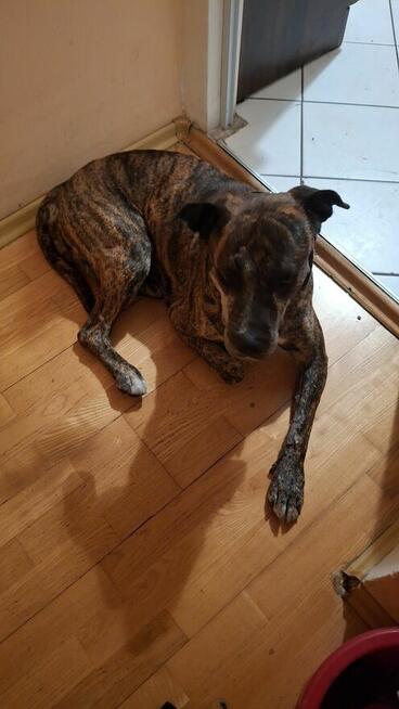 Oddam sunie w dobre ręce