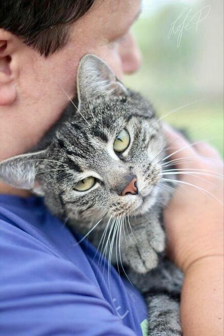 Piękna młoda kotka Channel