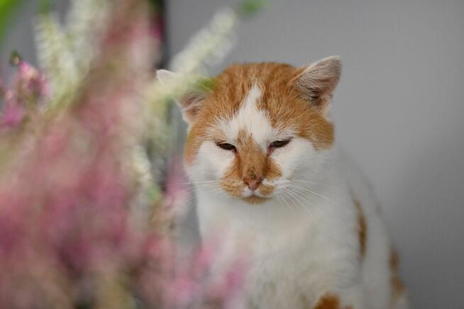 Bandi z FIV szuka rodzinki do pokochania!