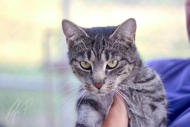 Piękna młoda kotka Channel