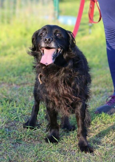 Kudłaty towarzyski Nero