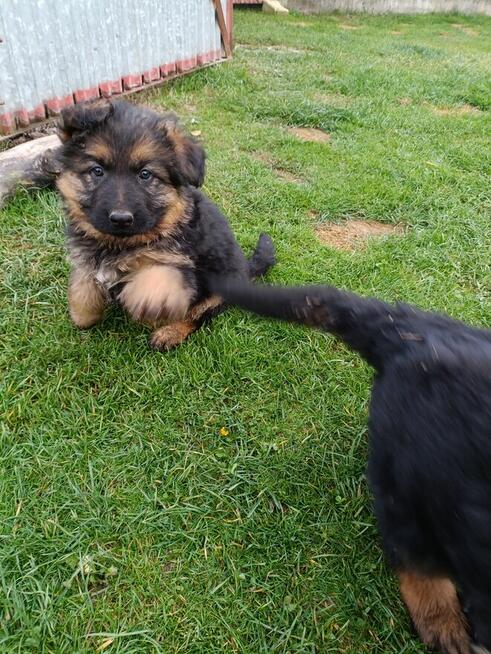 Sprzedam Szczeniaki owczarka niemieckeigo