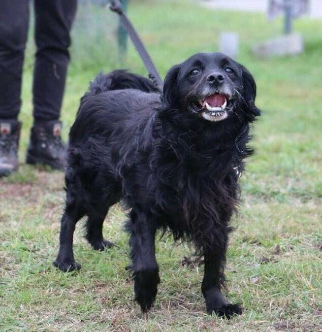 Kudłaty towarzyski Nero