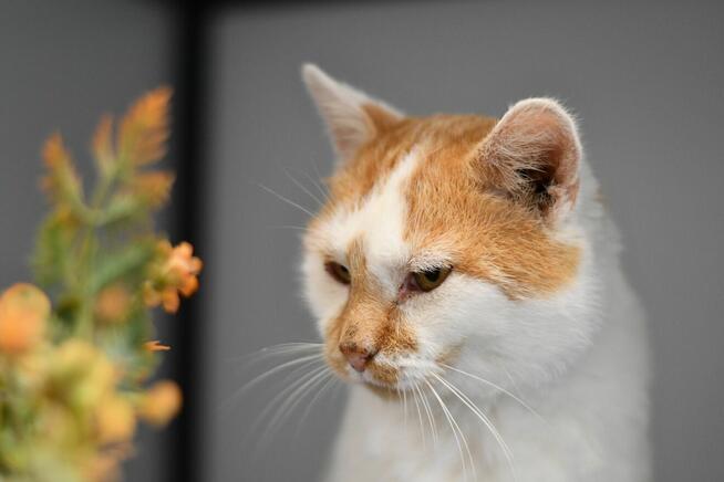 Bandi z FIV szuka rodzinki do pokochania!