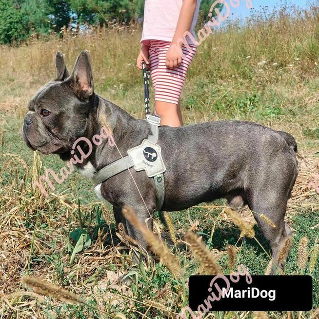 Buldog francuski BLUE niebieski szczeniak suczka pies piesek