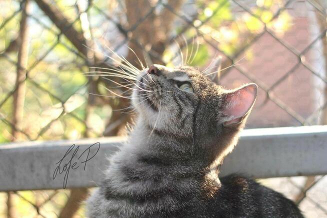 Piękna młoda kotka Channel