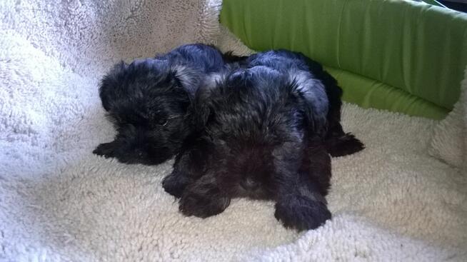 sznaucer miniaturowy - szczenięta