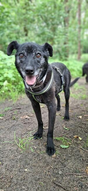 Devo i Devi, łagodne delikatne psiaki do adopcji!