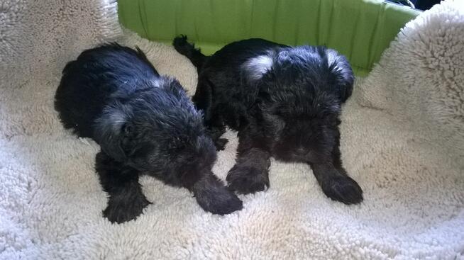 sznaucer miniaturowy - szczenięta