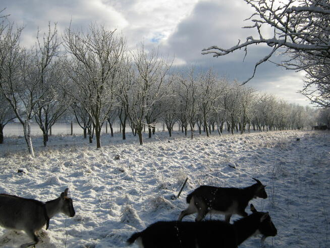 Działka budowlano-rekreacyjna Jarszewo