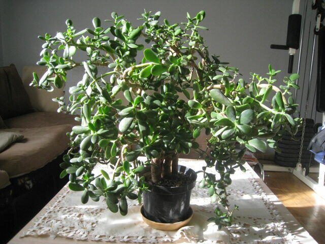 Drzewko szczęścia-Grubosz. Duże, kilkunastoletnie drzewko