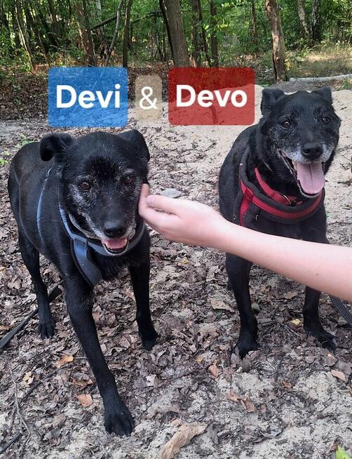 Devo i Devi, łagodne delikatne psiaki do adopcji!