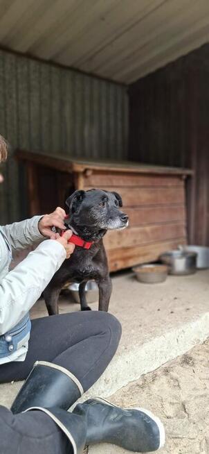 Devo i Devi, łagodne delikatne psiaki do adopcji!