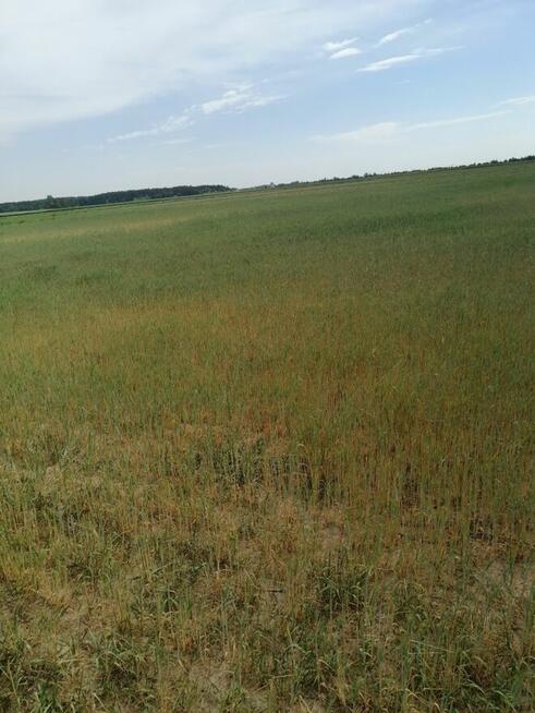 Udział w nieruchomości gruntowej niezabudowanej - Parczew