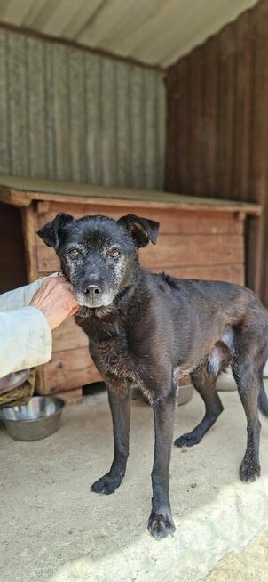 Devo i Devi, łagodne delikatne psiaki do adopcji!