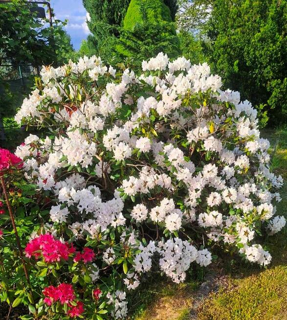 Działka rekreacyjna Łódź gm. Łódź-Górna Górna, Wazów