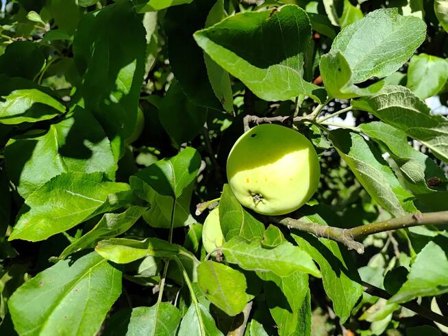 Działka rekreacyjna Łódź gm. Łódź-Górna Górna, Wazów