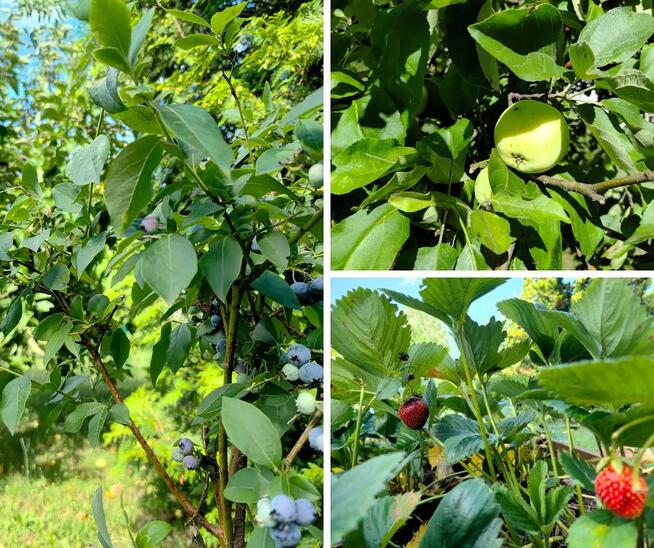 Działka rekreacyjna Łódź gm. Łódź-Górna Górna, Wazów