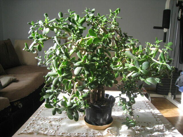 Drzewko szczęścia-Grubosz. Duże, kilkunastoletnie drzewko