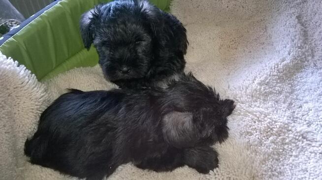 sznaucer miniaturowy - szczenięta