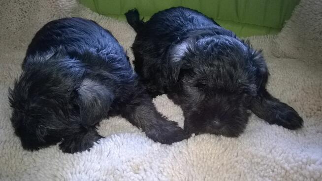 sznaucer miniaturowy - szczenięta