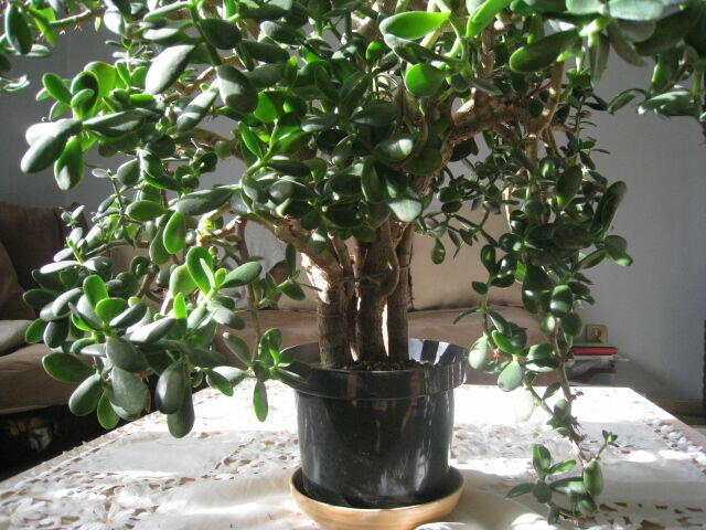 Drzewko szczęścia-Grubosz. Duże, kilkunastoletnie drzewko