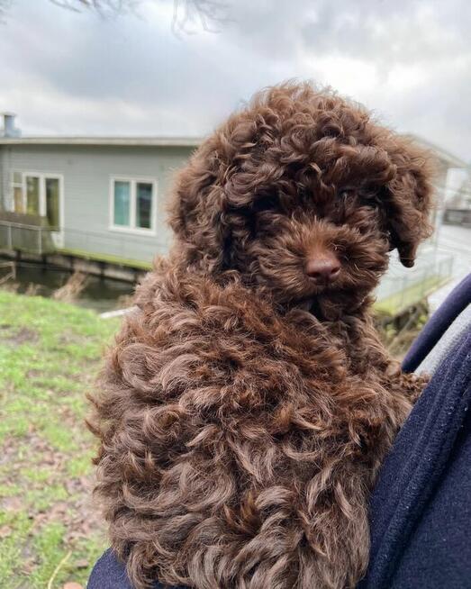 Szczeniak pudla miniaturowego (Tommy)