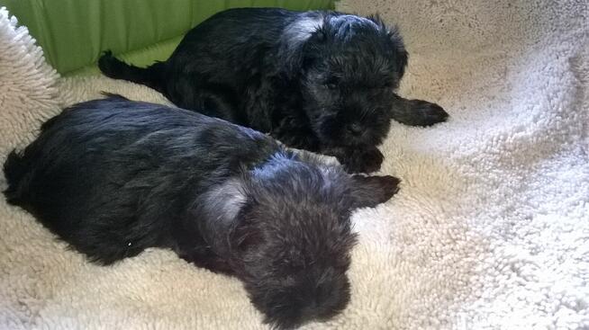 sznaucer miniaturowy - szczenięta