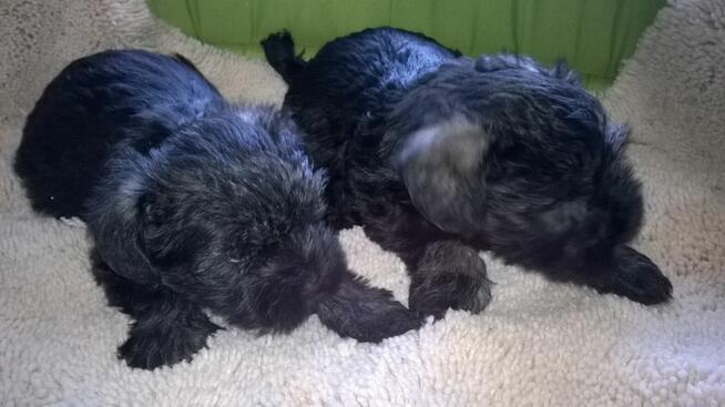 sznaucer miniaturowy - szczenięta