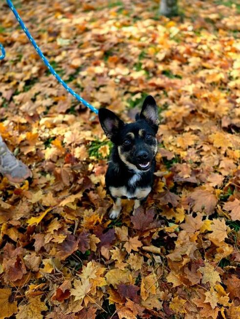 Lala-młoda, niewielka, aktywna suczka do adopcji