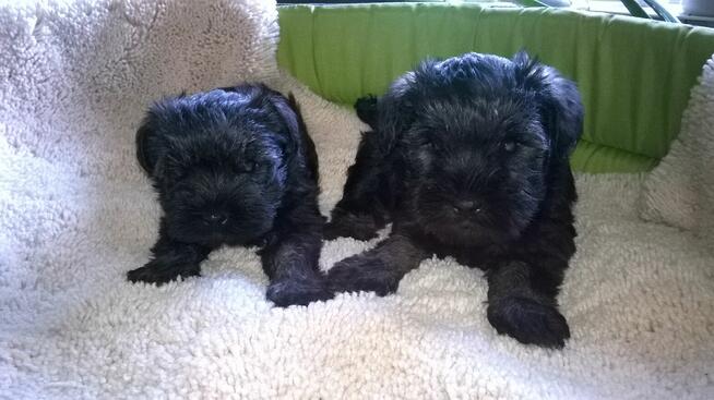 sznaucer miniaturowy - szczenięta