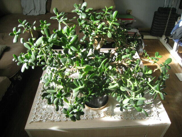 Drzewko szczęścia-Grubosz. Duże, kilkunastoletnie drzewko