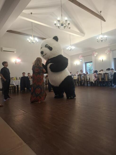 Animacje żywe maskotki misie na wynajem urodziny Wesela 2.6M