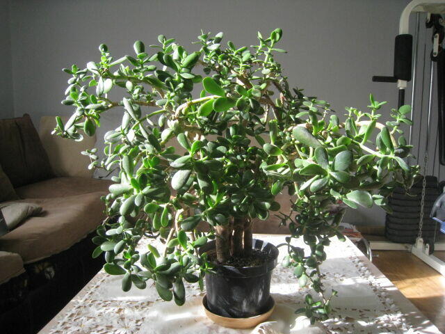 Drzewko szczęścia-Grubosz. Duże, kilkunastoletnie drzewko