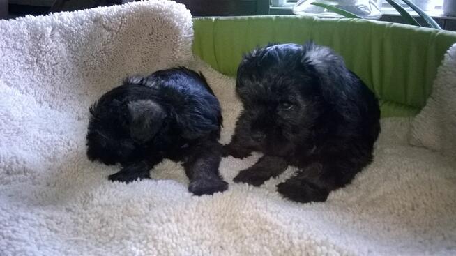 sznaucer miniaturowy - szczenięta