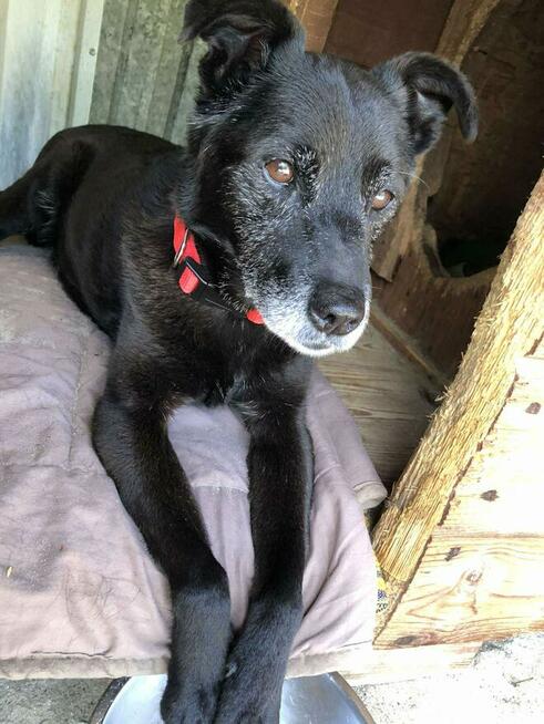 Devo i Devi, łagodne delikatne psiaki do adopcji!