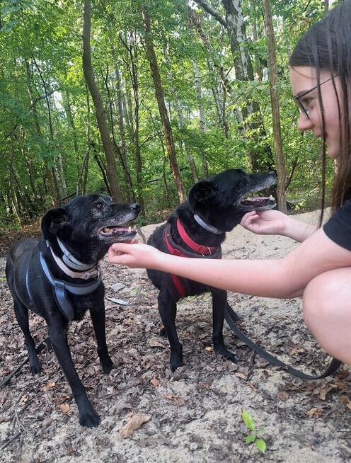 Devo i Devi, łagodne delikatne psiaki do adopcji!