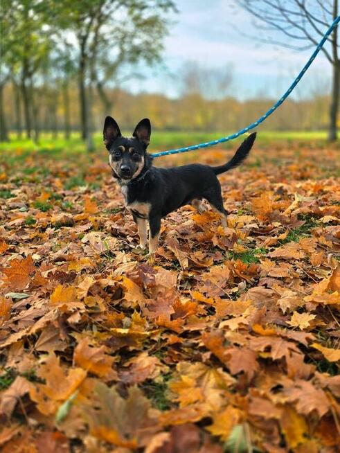 Lala-młoda, niewielka, aktywna suczka do adopcji